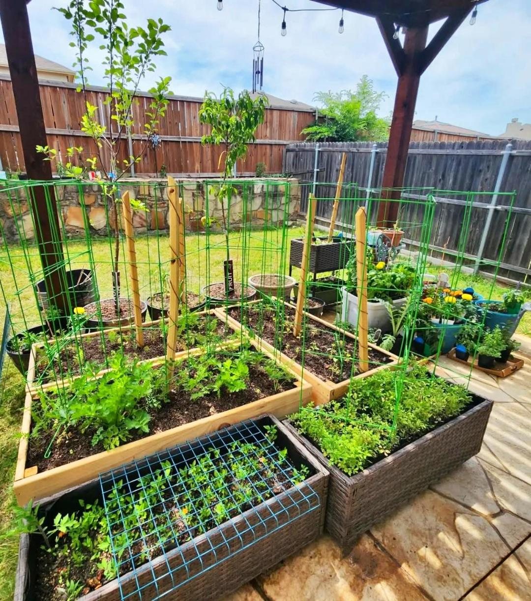 Raised garden beds full of vegetables