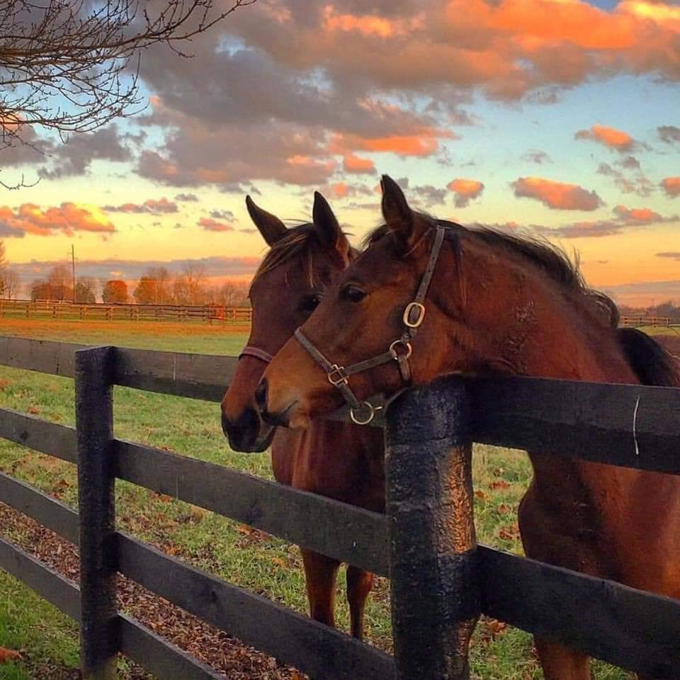 Horse at a pasture fence