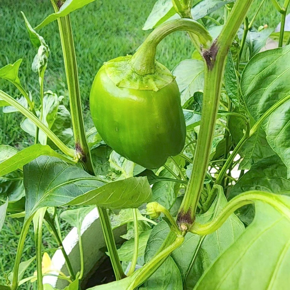 Fresh produce growing in a garden